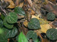 Piper porphyrophyllum, photograph (c) Cheongweei Gan, some rights reserved (CC BY)