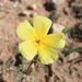 Tribulus excrucians - Photo (c) lorainevdb, some rights reserved (CC BY-NC), uploaded by lorainevdb