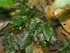 Trichomanes javanicum