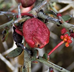 Acacia deficiens