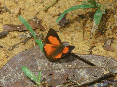 Curetis santana
