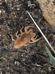 Parabuthus planicauda