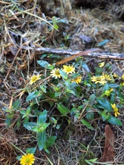 Sanvitalia procumbens
