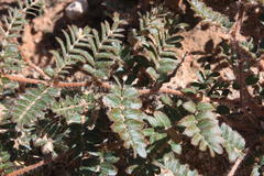 Tribulus excrucians