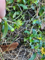 Sanvitalia procumbens