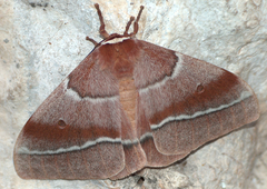 Gonimbrasia belina