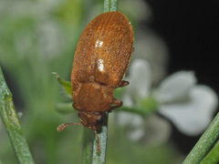 Byturus tomentosus