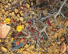 Acacia deficiens