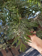 Grevillea robusta