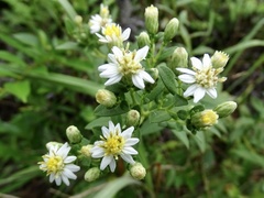 Aster baccharoides