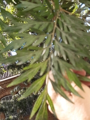 Grevillea robusta