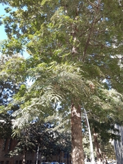 Grevillea robusta