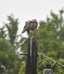 Amphiuma tridactylum