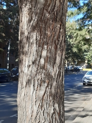 Grevillea robusta