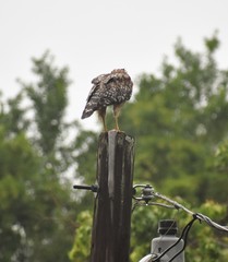 Amphiuma tridactylum