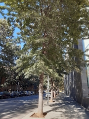 Grevillea robusta