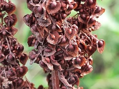 Rumex crispus