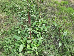 Rumex crispus