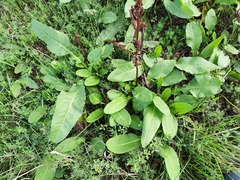 Rumex crispus