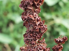 Rumex crispus