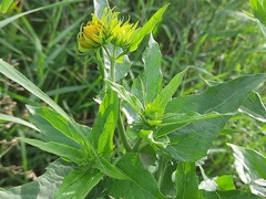 Verbesina encelioides