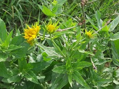 Verbesina encelioides