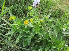 Verbesina encelioides