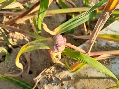 Ustilago trichophora