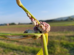 Ustilago trichophora
