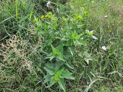 Verbesina encelioides