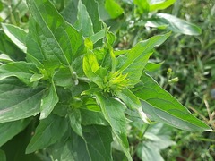 Verbesina encelioides