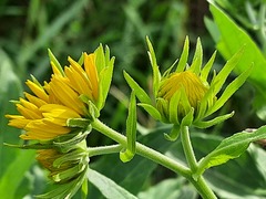 Verbesina encelioides