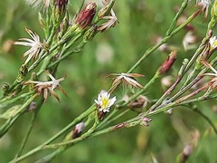 Symphyotrichum subulatum squamatum