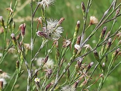 Symphyotrichum subulatum squamatum