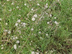 Symphyotrichum subulatum squamatum