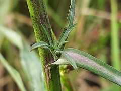 Symphyotrichum subulatum squamatum