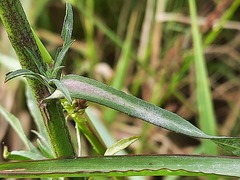 Symphyotrichum subulatum squamatum