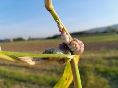 Ustilago trichophora