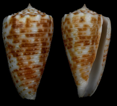 Conus alexandrei
