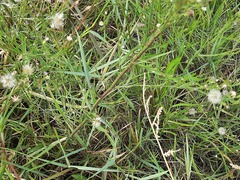 Symphyotrichum subulatum squamatum