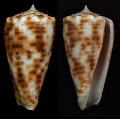 Conus alexandrei