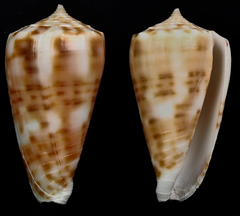Conus alexandrei