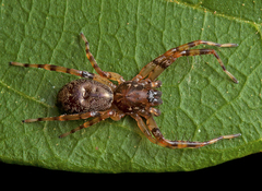 Battalus wallum