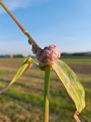 Ustilago trichophora