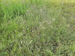 Symphyotrichum subulatum squamatum