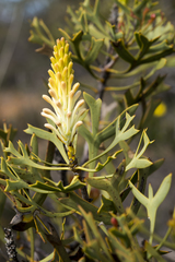 Petrophile shuttleworthiana