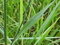 Symphyotrichum subulatum