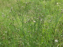 Symphyotrichum subulatum