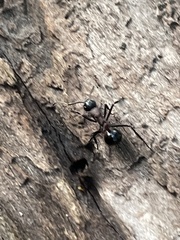 Polyrhachis lamellidens
