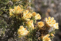 Petrophile chrysantha